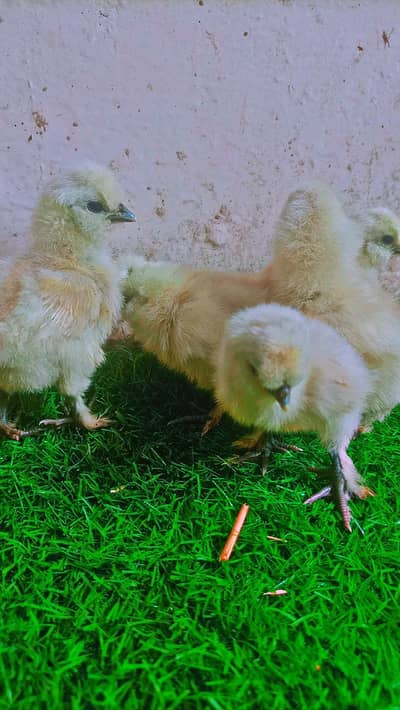silkie chicks