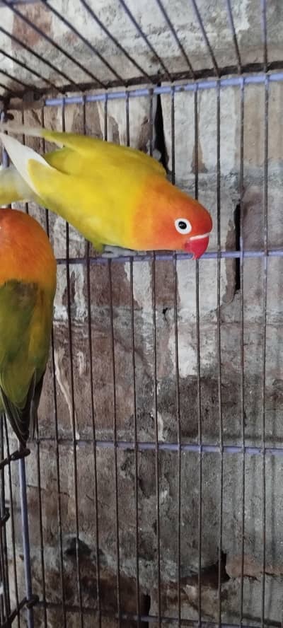 love bird breeder pair