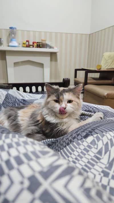 Persian pregnant cat for urgent sale cat 03327930934