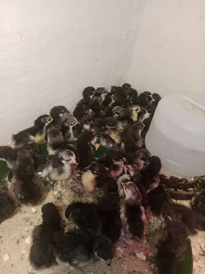 Australorp RIR CHICKS
