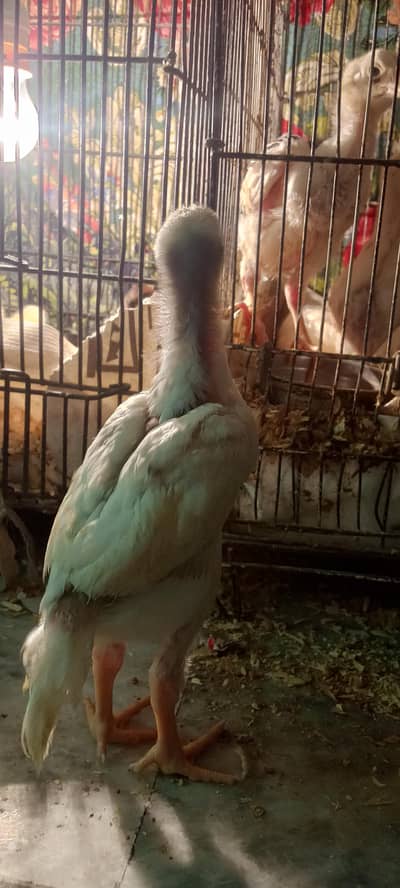 Healthy and active quality breed