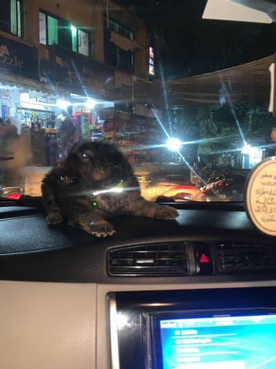 german shepherd triple cout