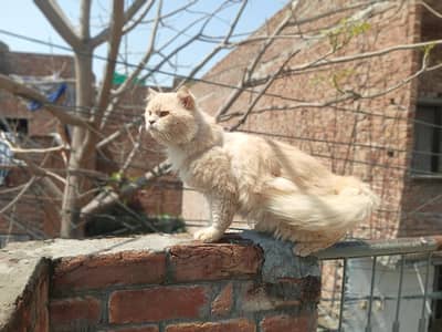 persion Sami Punch face Adult Male