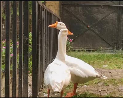 Long Breeder Ducks Set 1 Male 2 female