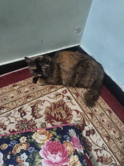 Persian cat full trained.