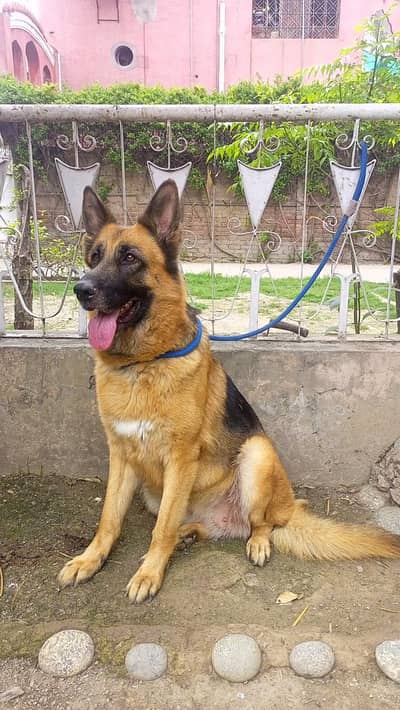 Healthy and Well-Trained family female dog