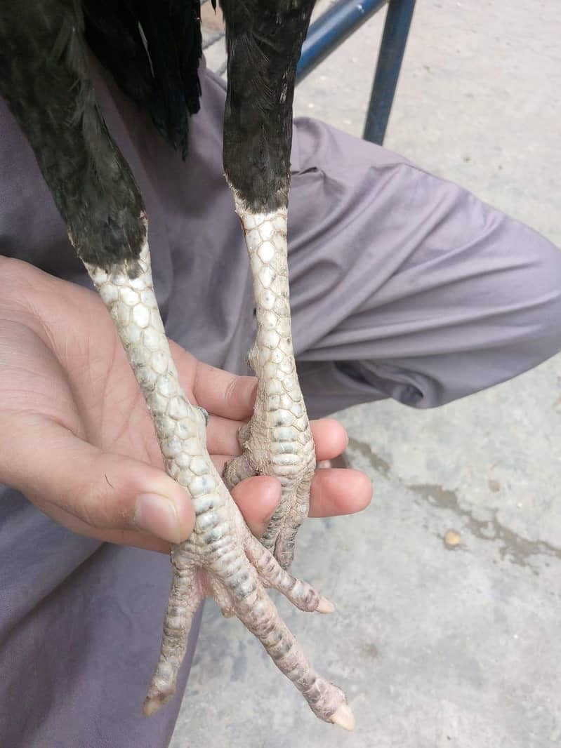 Aseel Java Home bread 0