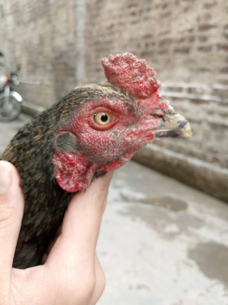 Aseel Java Home bread 1