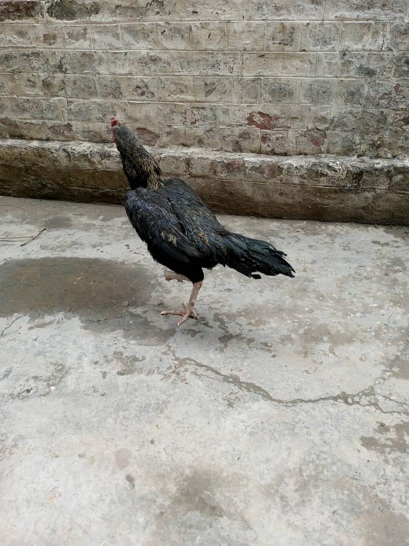 Aseel Java Home bread 3