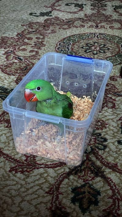 jumbo side Raw chick for sale