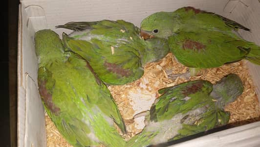 Kasmeri Raw Jambo size Chicks  For Sale in Lahore 0316 4755074