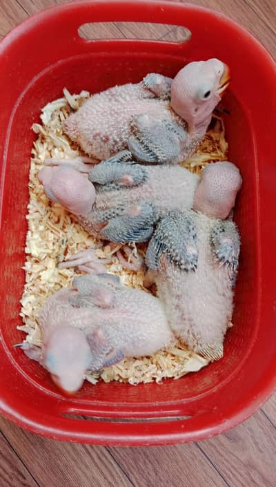 Raw Kashmiri Pahari Jumbo Size Chicks