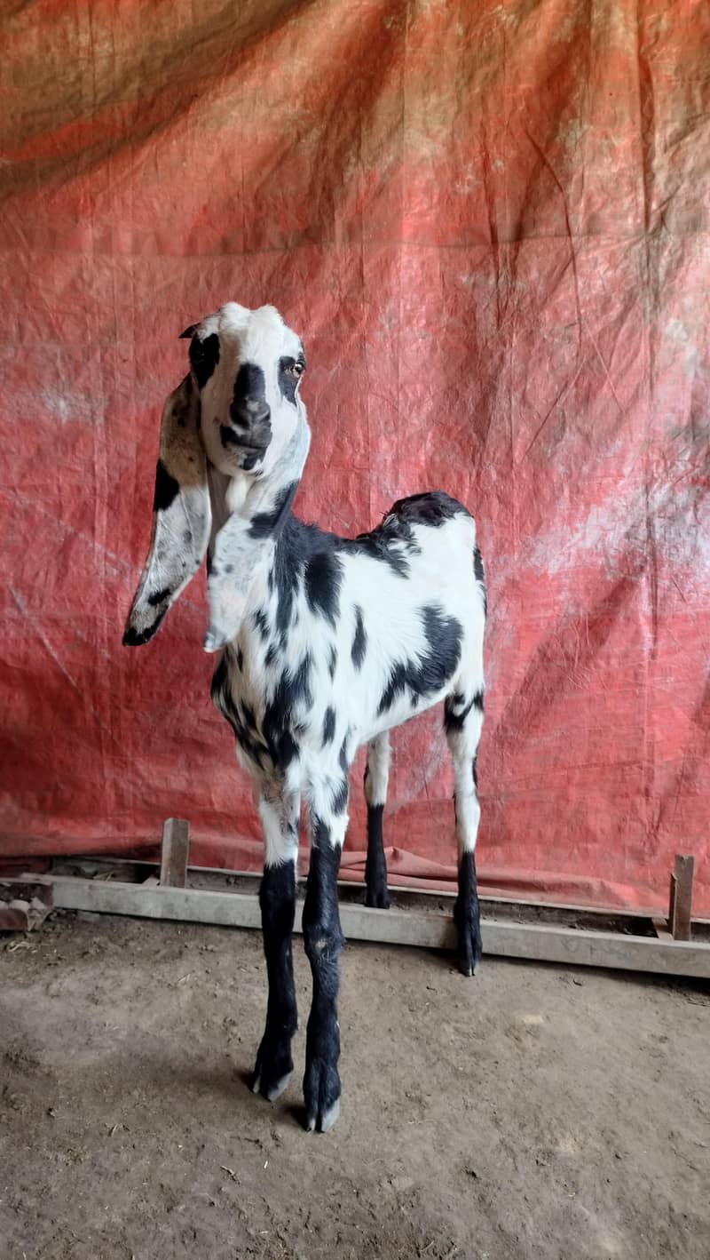 اعلیٰ نسل کی سیاہ دھبوں والی بیٹل بکری برائے 0