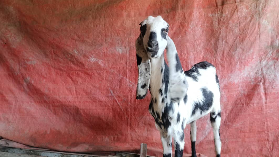 اعلیٰ نسل کی سیاہ دھبوں والی بیٹل بکری برائے 1