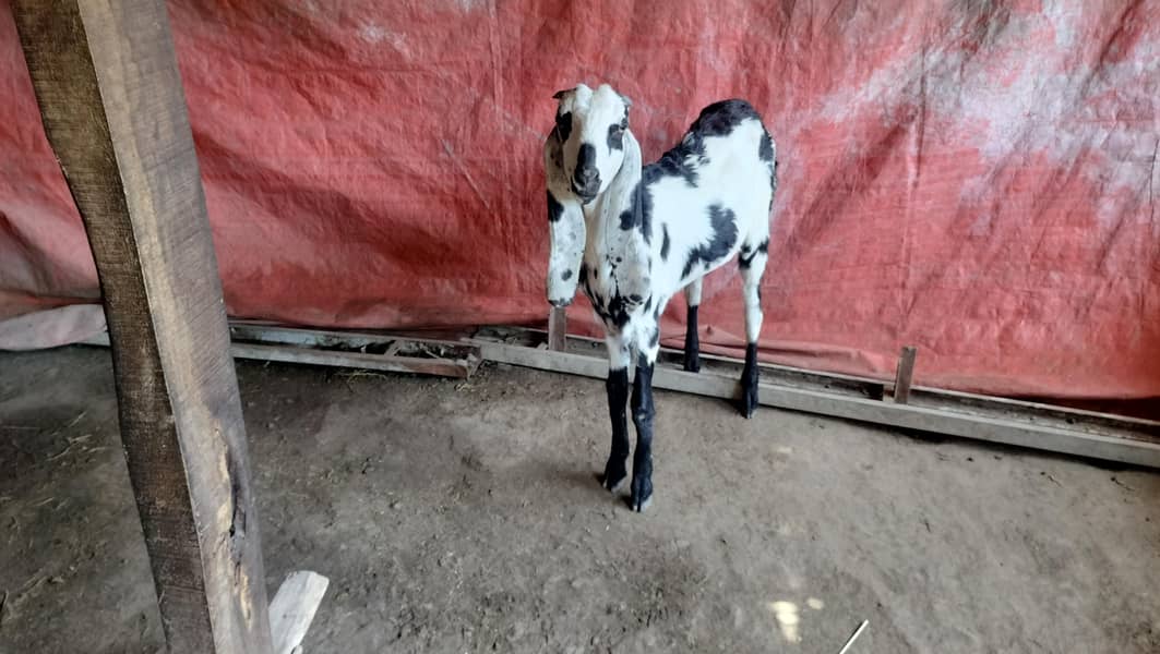 اعلیٰ نسل کی سیاہ دھبوں والی بیٹل بکری برائے 2