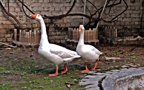 Pure White Long neck Ducks Pair Goose