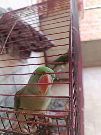 raw parrots for sale with cage