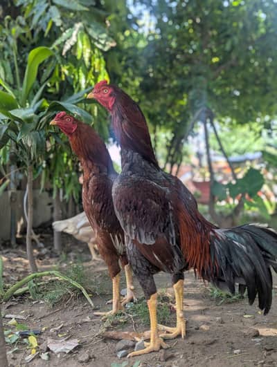 aseel chickens for sale (mianwali & Sindhi mix healthy & strong)
