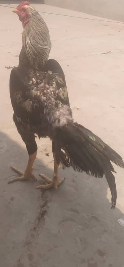 buht piyara prinda hai