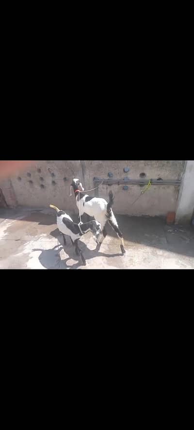bakri for sale