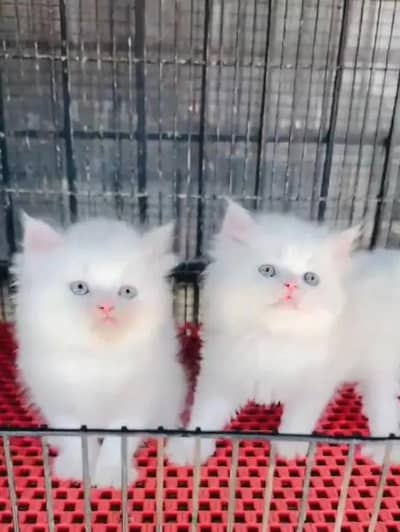 Persian female kitten for sale WhatsApp number 0342_9704074