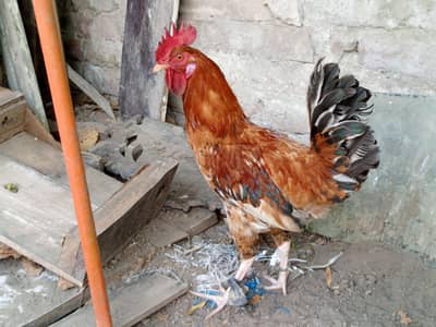 Pure desi cooks  4 pice