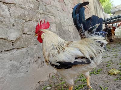 Pure desi cooks  4 pice