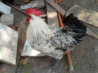 Pure desi cooks  3 pice Full active