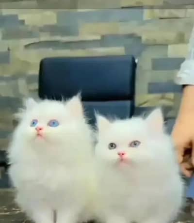 Persian female kitten for sale WhatsApp number 0342_9704074