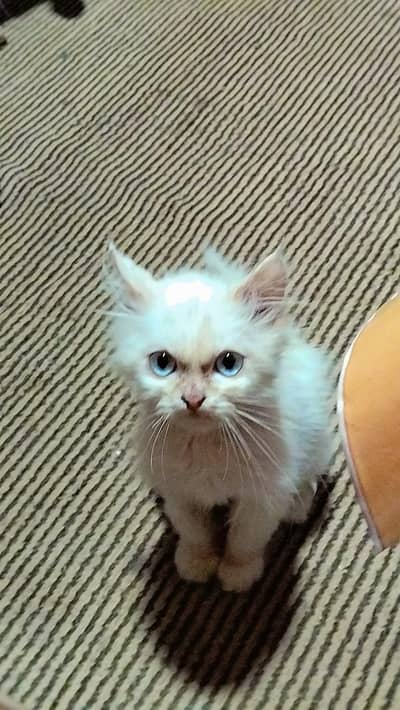persian cat 3 month age