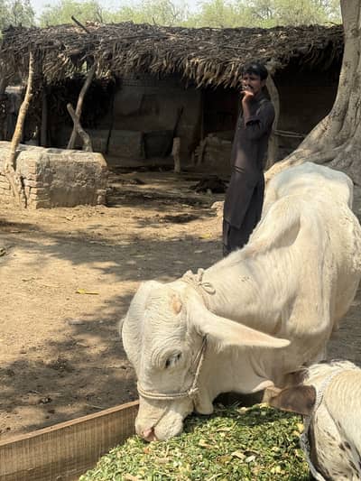 Nukra bachra cholistani pure gulabi 03289850868