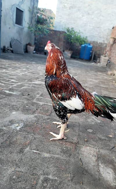 Takriban 5kg tak weight hai . ghar ka pala hua hai.