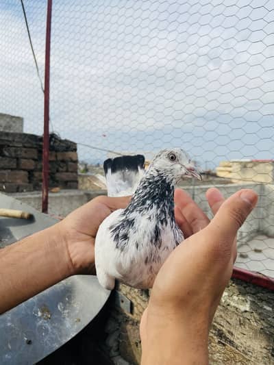 Golden ferozpuri or Sialkoti