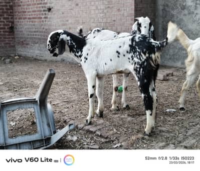 2 males one makha cheena one teddy