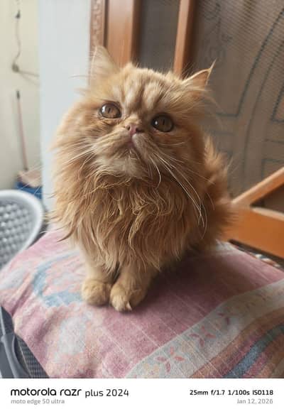 High Quality Kitten For Sale  Punch Face Tripal Coat