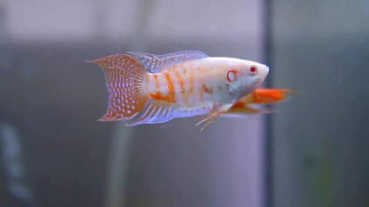 albino paradise gurami