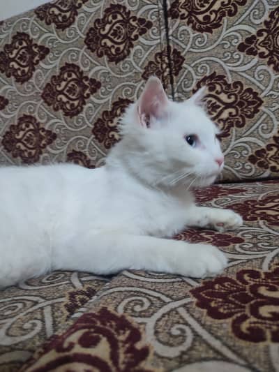 Cat white color sky blue eyes