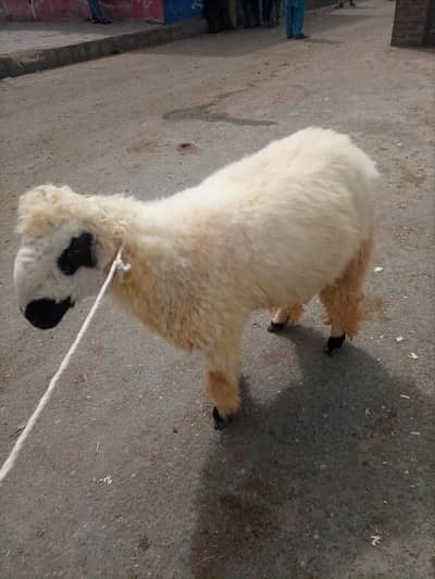 healthy active mundra    03004661201