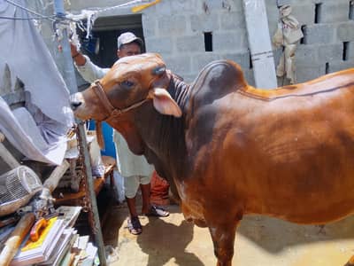 Bachra fo Sale Qurbani 2026