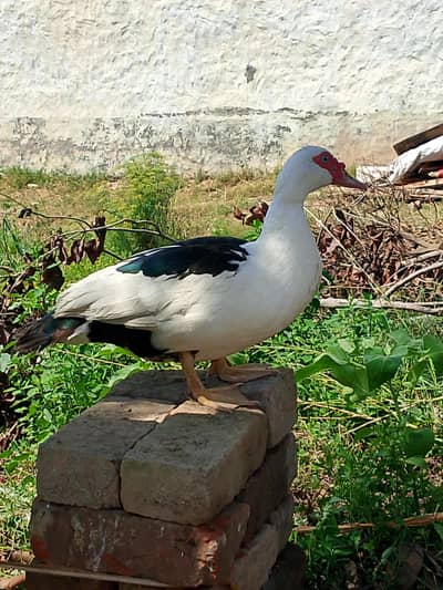 white and black colour