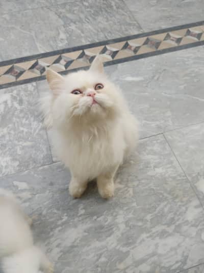 High Quality Kitten For Sale Punch Face Tripal Coat