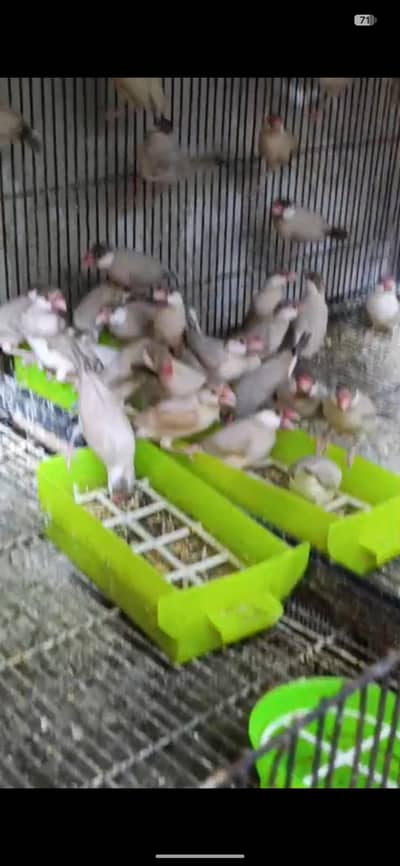 Fawn Jawa Breader pieces