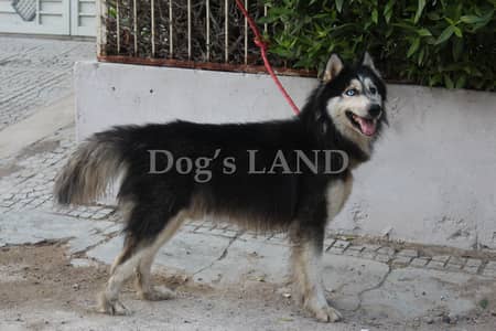 Top Quality Siberian Husky Wolly Coat Confirm Stud Male Show Class
