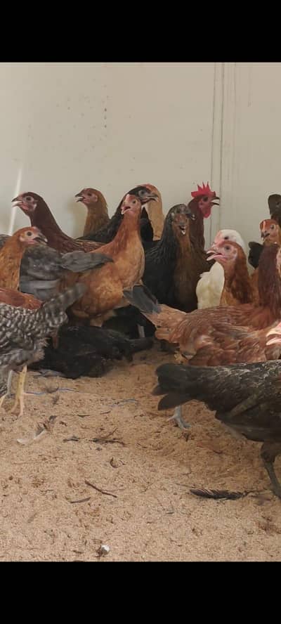 golden misri// Desi murgian