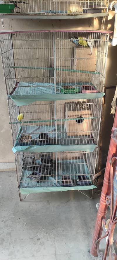 2 pair cocktail and 1 pair australian parrot with cage.