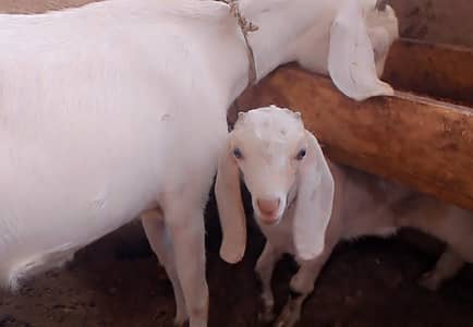 Tapri female white eyes full active daton my khiri