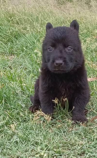 Black shepherd | gsd | Puppy | Shepherd Dog | Puppies |  long Coat
