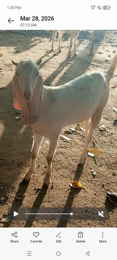 تین ماھ کی گھبن رنگ سفید