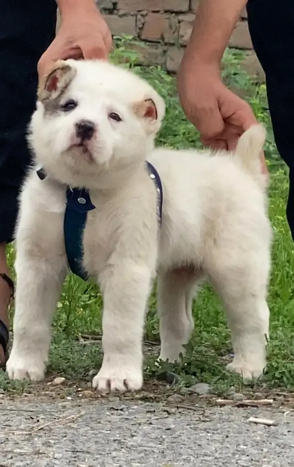King Alabai male pure breed security dog 2months for sale