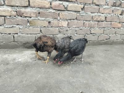 Assalam O Alaikum bhai mere passianwali breeder Aseel kurak hen for sa